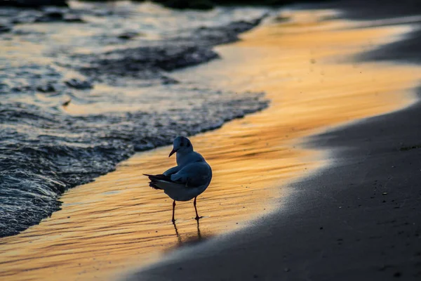 Hermosa Gaviota Joven Playa Puesta Sol Aguas Coloridas Pájaro Caminando — Foto de Stock