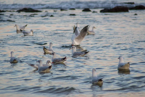 Grande Grupo Gaivotas Água Conceito Natureza Pássaros Aquáticos Livre — Fotografia de Stock