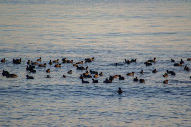 Sudaki siyah kuş sürüsü, açık havada, suda yaşayan hayvanlar, büyük bir grup siyah kuş.