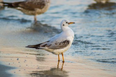 Kumsalda genç ve güzel martılar, gün batımı ve renkli sular, kumsalda yürüyen kuşlar, kıyıya vuran deniz dalgaları.