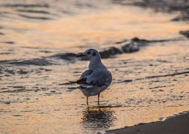 Kumsalda genç ve güzel martılar, gün batımı ve renkli sular, kumsalda yürüyen kuşlar, kıyıya vuran deniz dalgaları.