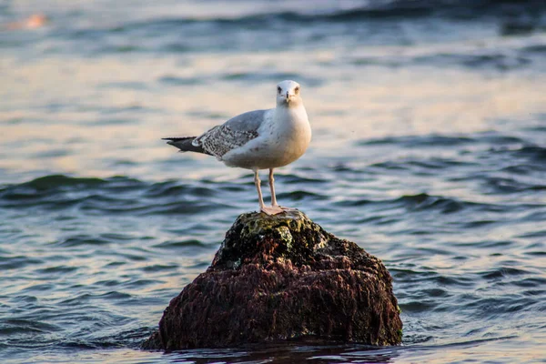 Gaviota Curiosa Sentada Acantilado Mar Olas Mar Pájaro Playa Aire — Foto de Stock