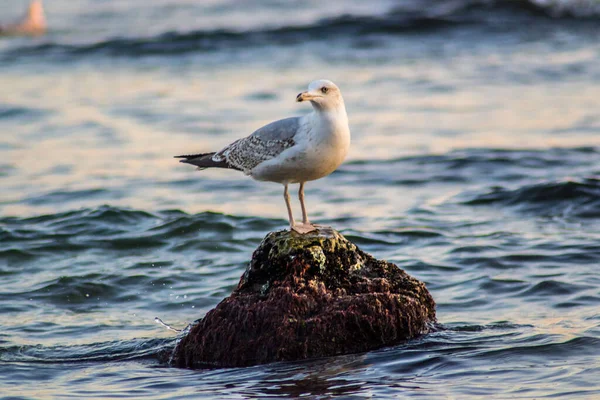 Gaviota Curiosa Sentada Acantilado Mar Olas Mar Pájaro Playa Aire — Foto de Stock