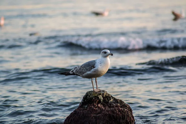 Gaviota Curiosa Sentada Acantilado Mar Olas Mar Pájaro Playa Aire — Foto de Stock