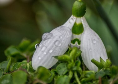 Kar damlasına yakın çekim (Galanthus nivalis) - Yağmur damlalı ilk bahar çiçeği, yağmurdan sonra tazelik