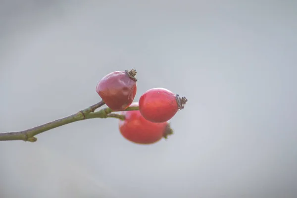 Kis Piros Csipkebogyó Gyümölcs Szelektív Fókusz Természetes Háttér Téli Gyümölcsök — Stock Fotó