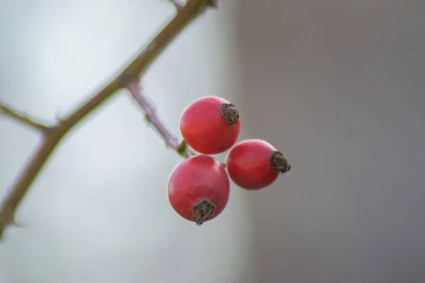 Kis Piros Csipkebogyó Gyümölcs Szelektív Fókusz Természetes Háttér Téli Gyümölcsök — Stock Fotó