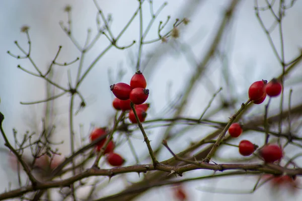 Small Red Rosehip Fruit Selective Focus Natural Background Wintertime Fruits — Stock Photo, Image