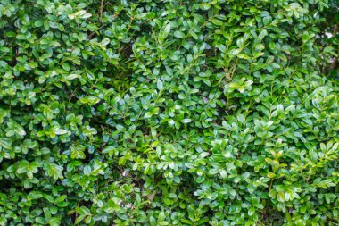 Boxwood veya Buxus bahçedeki çalıları sempervirens, dekoratif bitki, yeşil yaprakların yakın dokusu, her zaman yeşil olan çalı, doğal desen