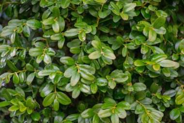 Boxwood veya Buxus bahçedeki çalıları sempervirens, dekoratif bitki, yeşil yaprakların yakın dokusu, her zaman yeşil olan çalı, doğal desen
