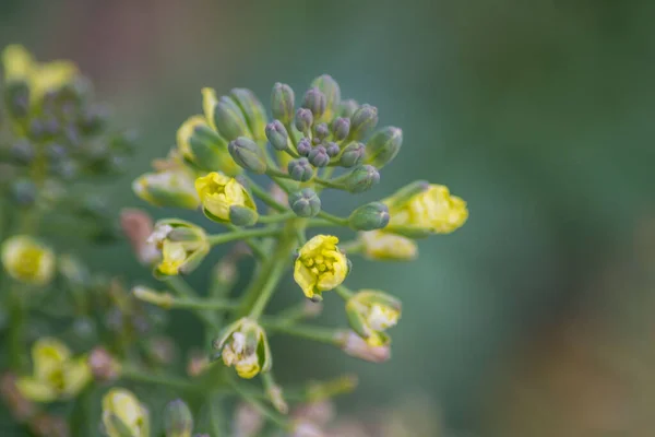 Brokkoli Virág Virágzik Kertben Zöld Levelek Canola Növényi Kis Sárga — Stock Fotó