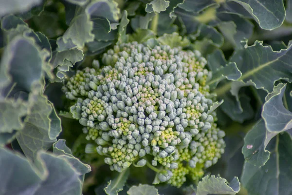 Bunga Brokoli Yang Tumbuh Kebun Daun Hijau Canola Sayuran Yang — Stok Foto