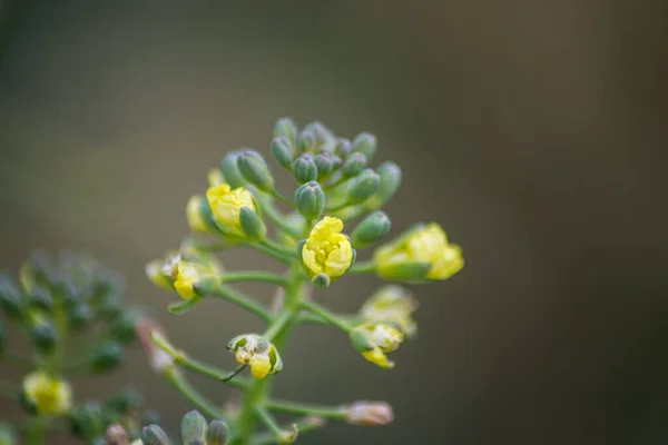 Brokkoli Virág Virágzik Kertben Zöld Levelek Canola Növényi Kis Sárga — Stock Fotó