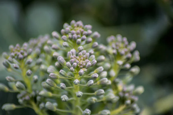 Broccoli Flower Growing Garden Green Leaves Canola Vegetable Rich Vitamins — Stock Photo, Image