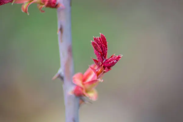 Bud Florescendo Flor Rosa Aumentou Planta Começando Florescer Haste Com — Fotografia de Stock