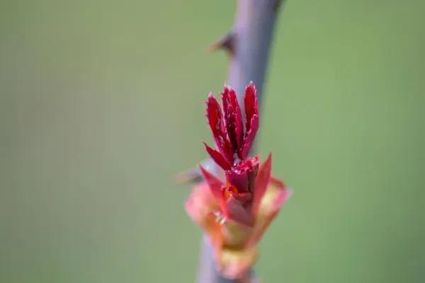 Blooming Bud Rose Flower Rose Plant Starting Bloom Stem Thorns — Stock Photo, Image