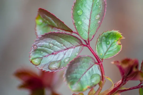 Belos Detalhes Verde Fresco Vermelho Rosa Folhas Flores Arbusto Rosa — Fotografia de Stock