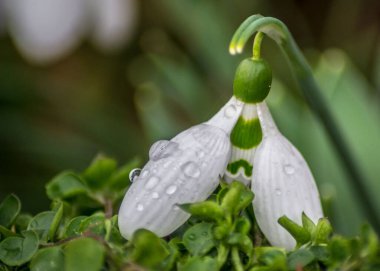 Kar damlasına yakın çekim (Galanthus nivalis) - Yağmur damlalı ilk bahar çiçeği, yağmurdan sonra tazelik