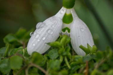 Kar damlasına yakın çekim (Galanthus nivalis) - Yağmur damlalı ilk bahar çiçeği, yağmurdan sonra tazelik
