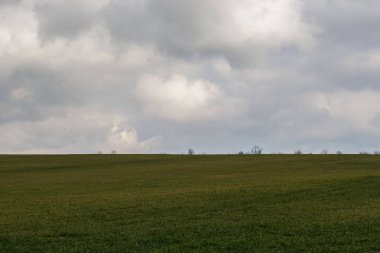 Yeşil çayır, tarım alanı, bulutlu hava, doğal arka plan, arkada ağaçlar.