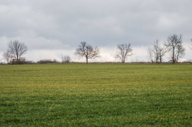 Yeşil çayır, tarım alanı, bulutlu hava, doğal arka plan, arkada ağaçlar.