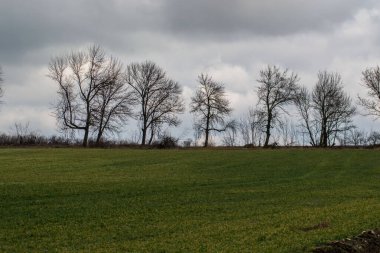 Yeşil çayır, tarım alanı, bulutlu hava, doğal arka plan, arkada ağaçlar.
