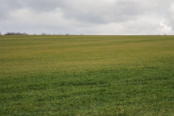 Herbe Verte Prairie Champ Agricole Temps Nuageux Arrière Plan Naturel — Photo