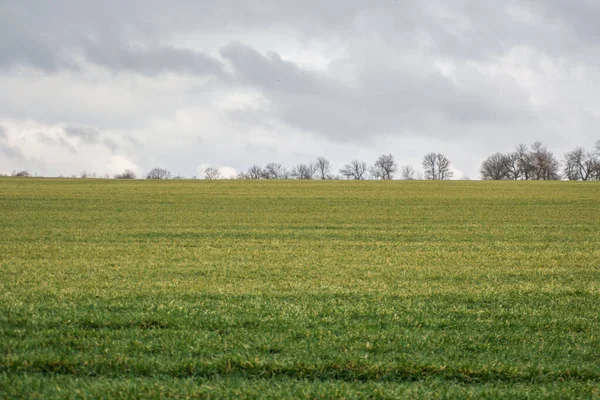 Prato Erboso Verde Campo Agricolo Tempo Nuvoloso Sfondo Naturale Alberi — Foto Stock