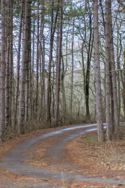 Ormanda güzel mevsim, dağ yolu, ağaçlı yol, sonbahar yaprakları