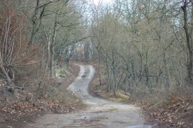 Ormanda güzel mevsim, dağ yolu, ağaçlı yol, sonbahar yaprakları