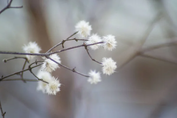 Bolyhos Fehér Magokkal Borított Sövényágak Amik Fehér Tollaknak Tűnnek Téli — Stock Fotó