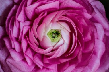 Çiçek açmış pembe Ranunculus çiçeğinin güzel yakın plan görüntüsü. Ranunculus asiaticus, tam kare, taç yaprakları