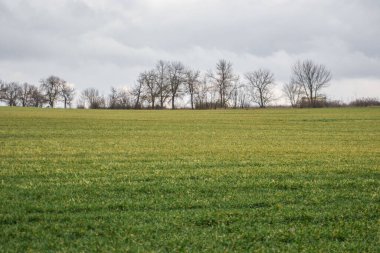 Yeşil çayır, tarım alanı, bulutlu hava, doğal arka plan, arkada ağaçlar.