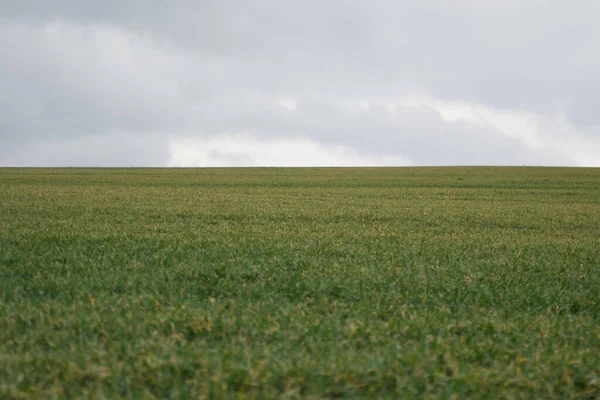 Zielona Trawa Łąka Pole Uprawne Zachmurzona Pogoda Naturalne Tło — Zdjęcie stockowe