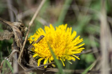 Çiçekli sarı karahindiba, karahindiba tarakacum çiçeği bahçede, yabani bitki
