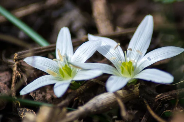 Beytüllahim 'in beyaz yıldızı. Bahçede erken sarı bahar çiçeği, bahçede yabani çiçek, açık havada Ornithogalum çiçekleri.