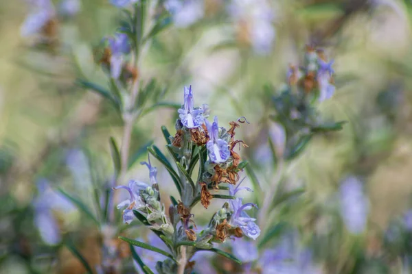 迷迭香植物 开花迷迭香花在花园 选择性的焦点 迷迭香紫花花 地中海药草 — 图库照片