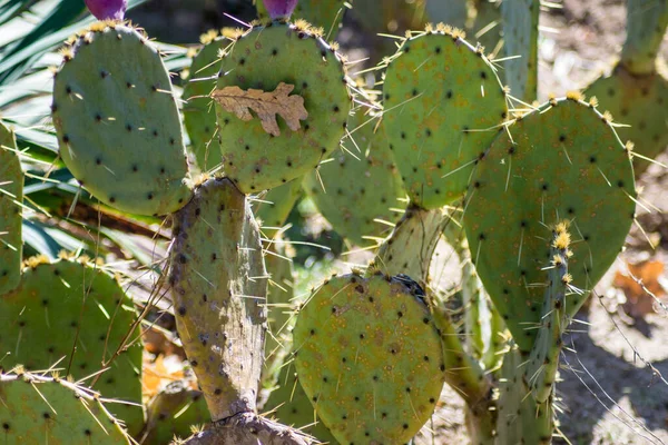 Tüskés Körte Kaktusz Zöld Opuntia Közelkép Zamatos Növény Szabadban Nagy — Stock Fotó