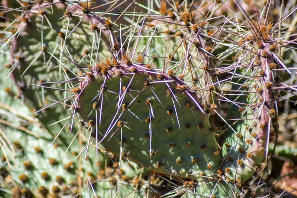 Prickly Pear Cactus Green Opuntia Close Succulent Plant Outdoors Large — Stock Photo, Image