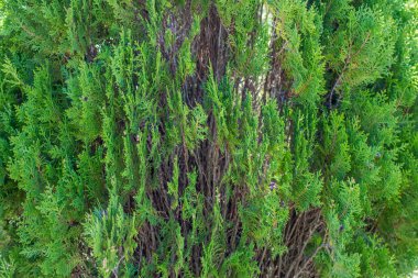 Eşkıyanın yeşil yaprakları, yakın plan doğa dokusu, arka plan, açık hava, yeşil bitki