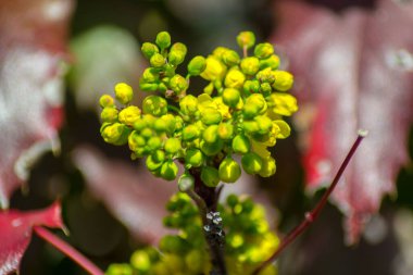 Oregon-üzümü (Mahonia holm) çiçek açan yakın plan, bahçede sarı ilkbahar bitkisi