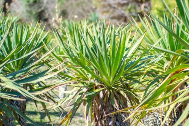 Yucca Gloriosa 'nın yeşil yaprakları, doğa dokusu, keskin yapraklar, yeşil bitki