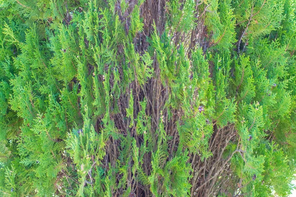 Πράσινα Αειθαλή Φύλλα Του Thuja Hedgerow Close Φύση Υφή Φόντο — Φωτογραφία Αρχείου