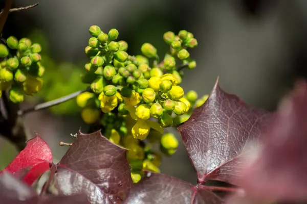 Oregon Szőlő Mahonia Holm Virágzó Virág Közelkép Sárga Tavaszi Növény — Stock Fotó