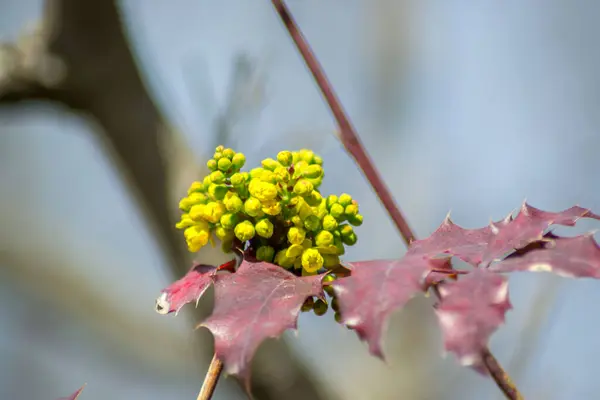 Oregon Uva Mahonia Holm Flor Florescente Close Planta Primavera Amarela — Fotografia de Stock