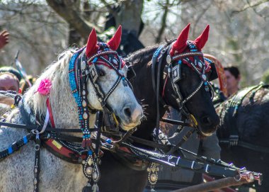 At arabasında güzel süslemeli atlar, hayvan portresi, koşumlu evcil at, At Paskalyası için kutlama ya da Bulgaristan 'da Todor Günü