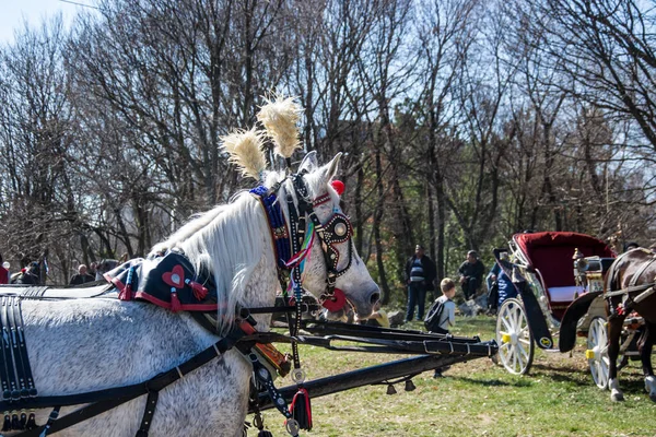 Horses Beautiful Decoration Carriage Animal Portrait Domestic Horse Harness Celebration — Stock Photo, Image