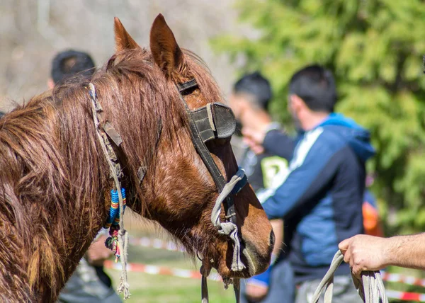 Hombre Con Caballo Caballo Doméstico Arnés Celebración Pascua Del Caballo — Foto de Stock