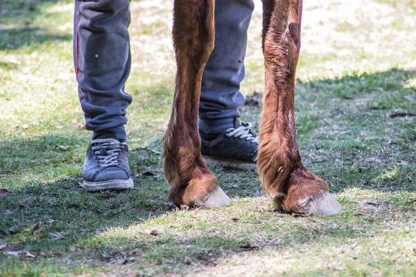 Domestic Horse Horseshoe Male Human Legs Park Green Grass — Stock Photo, Image