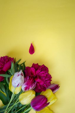 Sarı arka planda güzel bahar laleleri ve bordo şakayıkları, metin için kopyalama alanı, düzlük, kapalı alanlarda bahar çiçekleri